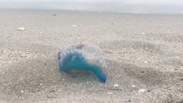 Pesce medusa velenoso Atlantico portoghese uomo di guerra come animale marino lavato su una spiaggia di sabbia tropicale. Florida . — Video Stock
