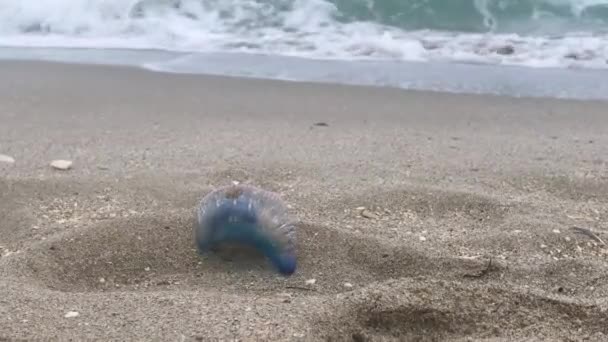 Atlantický Portugalec, válečný jedovatý medúza jako mořské zvíře, vyplavený na tropické písečné pláži. Florida. — Stock video