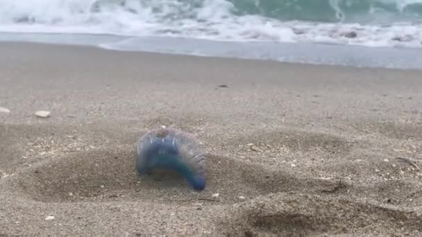 Atlantisk portugisisk man av krig giftiga maneter som marina djur spolas ut på en tropisk sandstrand. Förenade kungariket. — Stockvideo