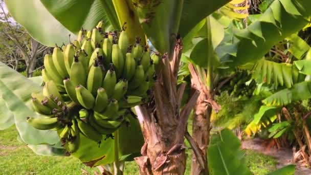 Plátanos verdes colgando del árbol de plátano. Cosecha y Concepto de Fruta. Florida, Estados Unidos — Vídeos de Stock