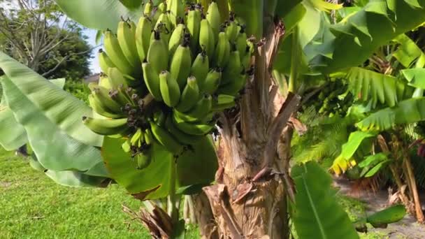 Plátanos verdes colgando del árbol de plátano. Cosecha y Concepto de Fruta. Florida, Estados Unidos — Vídeo de stock