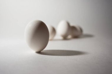 Yumurta yumurta tavuk açık renkli