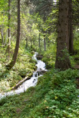 Ormanda güzel brook