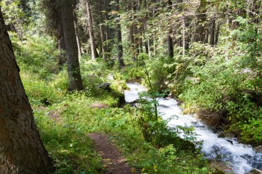 bir orman dağlarda akışında