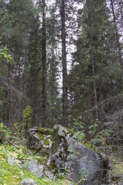 Ormanın içinde yosun kaplı kayalar
