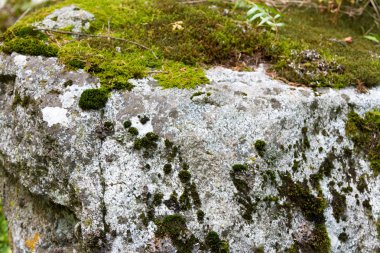 taş üzerinde yosun