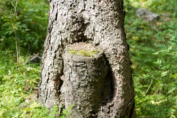 Sågade stubbe träd — Stockfoto