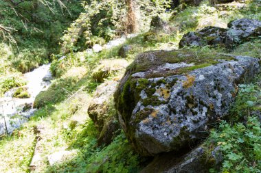 Büyük taş yosun yetiştirilen