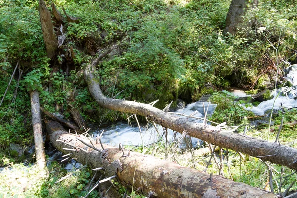 Boomstammen van bomen brug over de rivier — Stockfoto