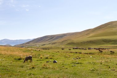 dağlarda çayıra