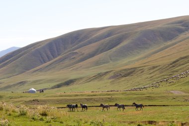 Kazakistan'ın dağ mera
