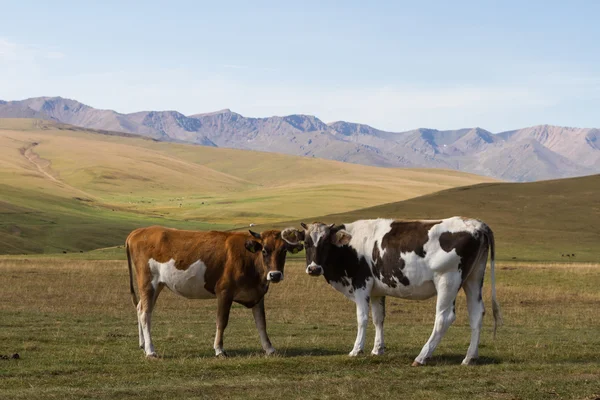 Dos vacas en las montañas — Foto de Stock