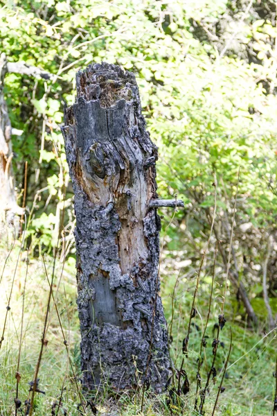 Viejo tocón del árbol — Foto de Stock