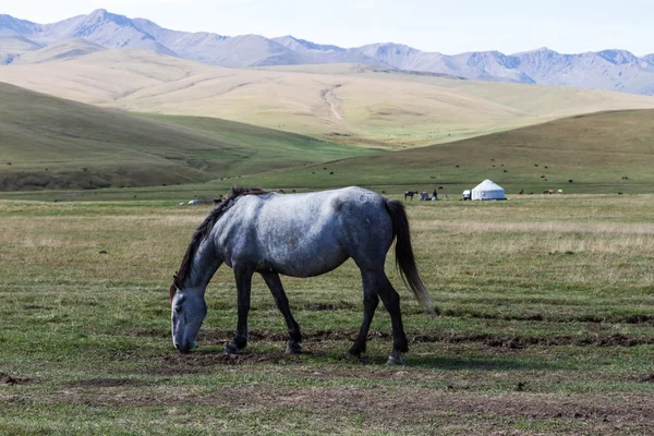 A hegyekben, a jurta ló — Stock Fotó