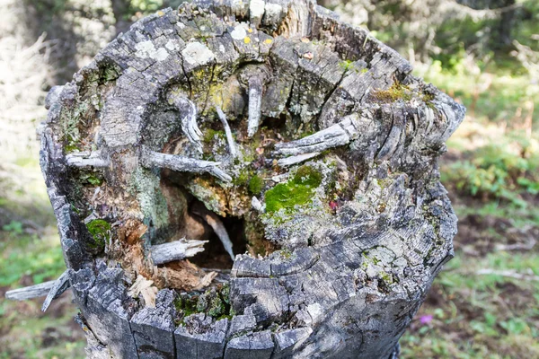 Viejo tronco de árbol — Foto de Stock