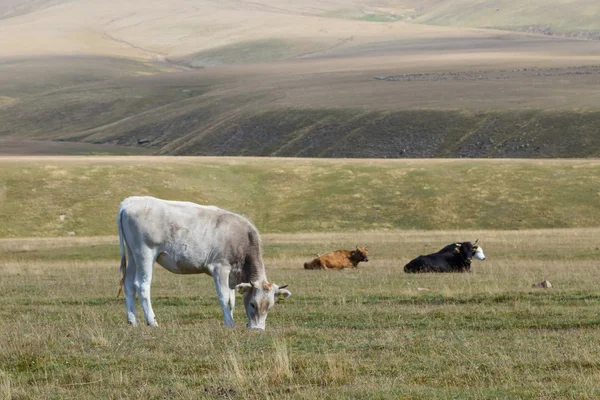Vaca en un pasto de montaña — Foto de Stock
