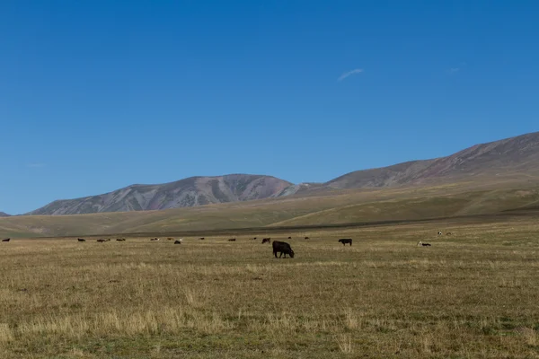 カザフスタンの山の牧草地します。 ストックフォト