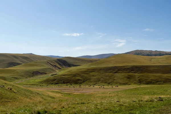 Pastviny v horách Kazachstánu — Stock fotografie