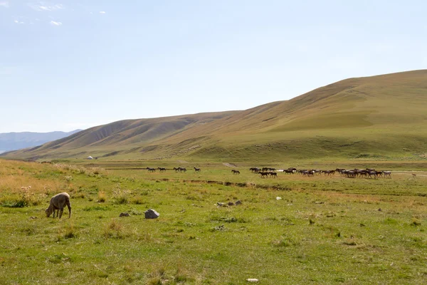 Pastos en las montañas de Kazajstán — Foto de Stock