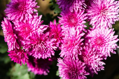 Krizantem kırmızı çiçekler