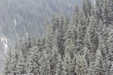 karlı dağ ağaçta