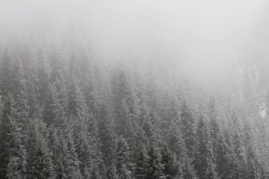 Dağlarda kar Noel ağacı