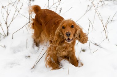 İngiliz cocker spaniel