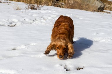 İspanyol karda yürüme