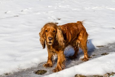 yavru horoz İspanyol ayakta beyaz kar