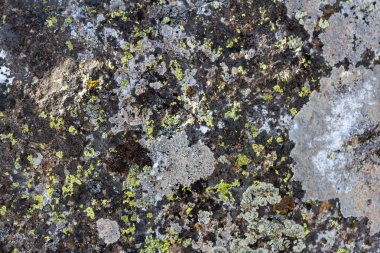 moss ile büyümüş taş dokusuna