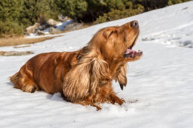 spaniel barking in the snow clipart