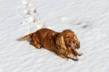 Yavru horoz İspanyol ve kar