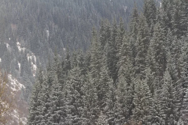 Schneebedeckter Baum in den Bergen — Stockfoto