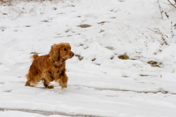 Spaniel und Schnee Straße — Stockfoto