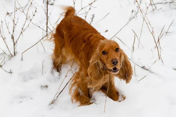 İngiliz Cocker Spaniel karda