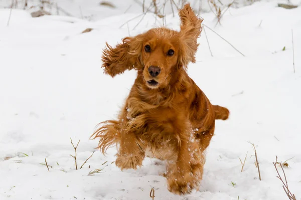 Spaniel con oreja levantada — Foto de Stock