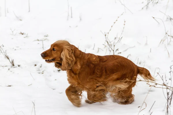 Spaniel läuft auf dem weißen Schnee — Stockfoto