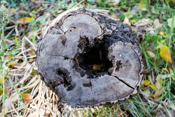 Trozo de árbol cortado — Foto de Stock