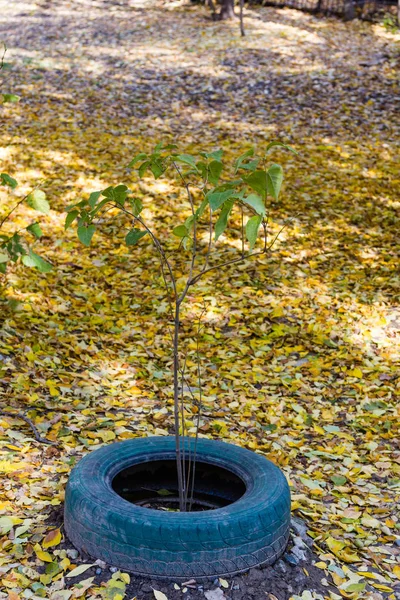 Planta inuti ett bildäck — Stockfoto