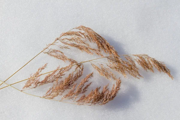 Dry grass in the snow — Stock Photo, Image