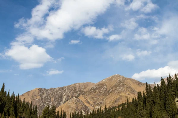 Berglandschaft mit Kiefern — Stockfoto