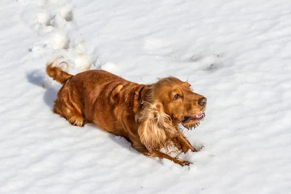 Épagneul dans la neige au soleil — Photo