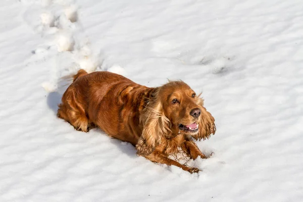 Spaniel lying in the snow in the sun — Stock Photo, Image