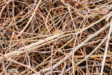 asma yaprağı olmadan