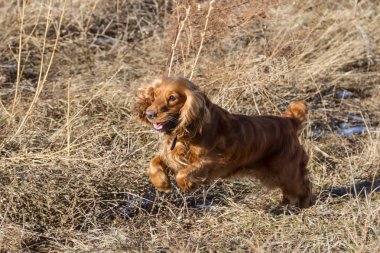 Cocker spaniel atlama