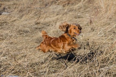 İspanyol kuru ot arasında atlama