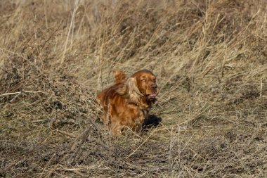 Otların arasında çalışan İspanyol