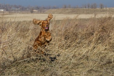 İspanyol kuru ot atlama