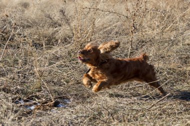 Cocker Spaniel çimlerin atlama