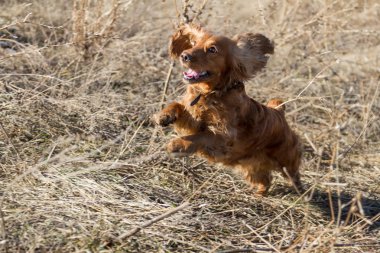 İspanyol çimlerin atlama